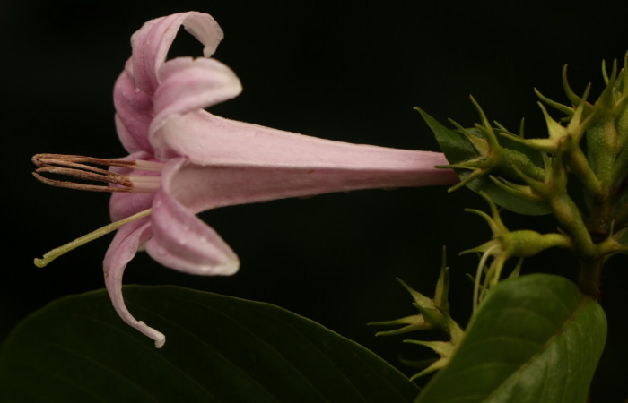 Figura. 11 Flor lateral <i>Coutarea hexandra</i></i>, (Rubiaceae). Area de Conservación Guanacaste, Sector Rincón Rain Forest, Estación Leiva, Sendero Selva, (elevación 491 metros), colectada el 30 Julio 2022. Foto, Jorge Hernández. 