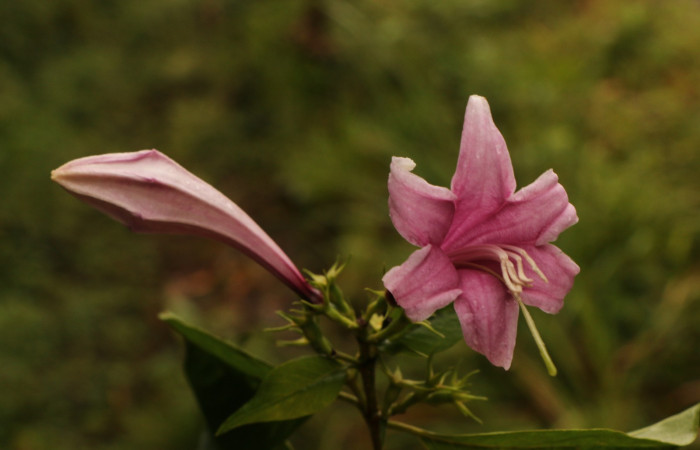 Figura. 12 Flor y botón <i>Coutarea hexandra</i></i>, (Rubiaceae). Area de Conservación Guanacaste, Sector Rincón Rain Forest, Estación Leiva, Sendero Selva, (elevación 491 metros), colectada el 30 Julio 2022. Foto, Jorge Hernández. 