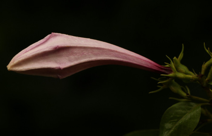 Figura. 13 Botón <i>Coutarea hexandra</i></i>, (Rubiaceae). Area de Conservación Guanacaste, Sector Rincón Rain Forest, Estación Leiva, Sendero Selva, (elevación 491 metros), colectada el 30 Julio 2022. Foto, Jorge Hernández. 
