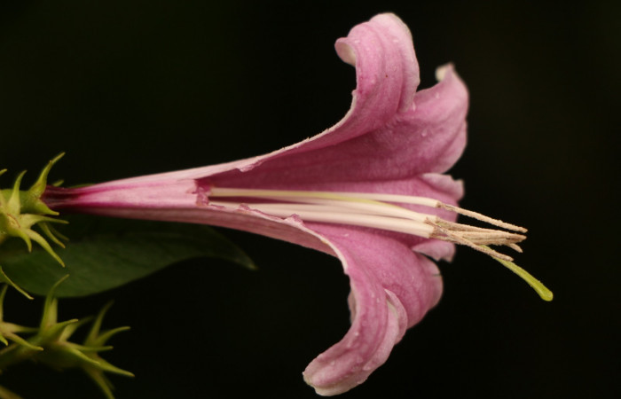 Figura. 14 Flor semi diseccionada <i>Coutarea hexandra</i></i>, (Rubiaceae). Area de Conservación Guanacaste, Sector Rincón Rain Forest, Estación Leiva, Sendero Selva, (elevación 491 metros), colectada el 30 Julio 2022. Foto, Jorge Hernández. 