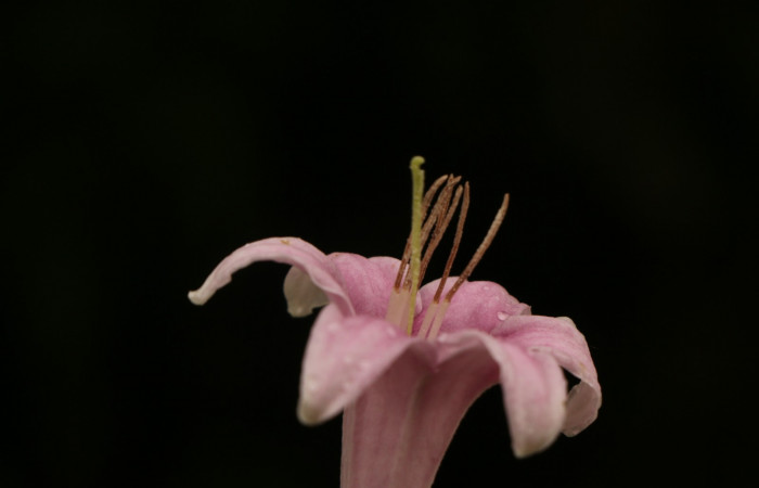 Figura. 15 Flor vertical con estambre <i>Coutarea hexandra</i></i>, (Rubiaceae). Area de Conservación Guanacaste, Sector Rincón Rain Forest, Estación Leiva, Sendero Selva, (elevación 491 metros), colectada el 30 Julio 2022. Foto, Jorge Hernández. 