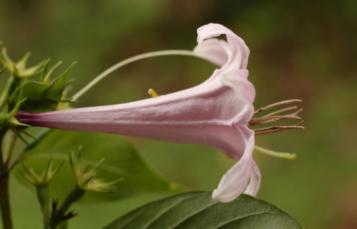 Figura. 16 Flor lateral con estambre <i>Coutarea hexandra</i></i>, (Rubiaceae). Area de Conservación Guanacaste, Sector Rincón Rain Forest, Estación Leiva, Sendero Selva, (elevación 491 metros), colectada el 30 Julio 2022. Foto, Jorge Hernández. 