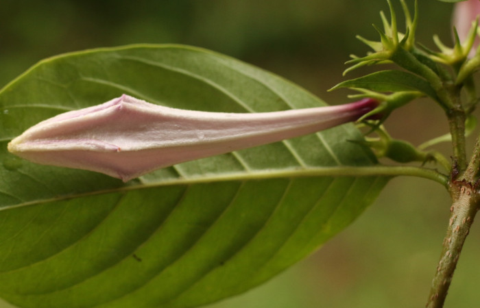 Figura. 17 Botón <i>Coutarea hexandra</i></i>, (Rubiaceae). Area de Conservación Guanacaste, Sector Rincón Rain Forest, Estación Leiva, Sendero Selva, (elevación 491 metros), colectada el 30 Julio 2022. Foto. Jorge Hernández. 