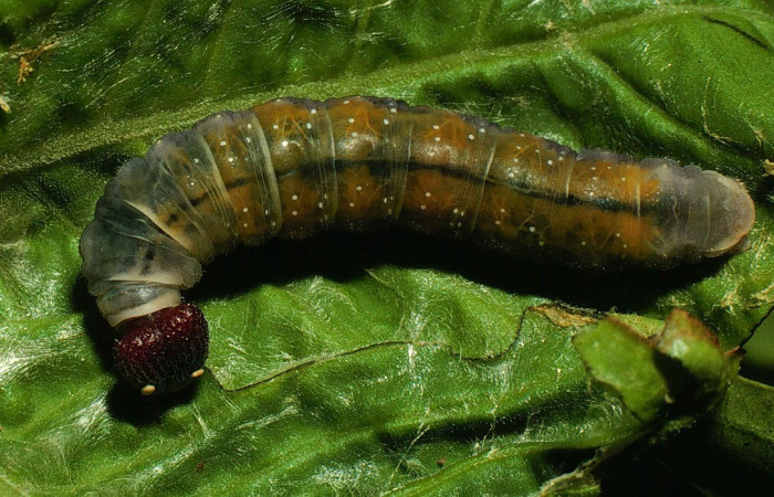 Figura. 18 Larva <i>Polyctor polyctor</i></i> (Hesperiidae), posición dorsal entero alimentándose en <i>Coutarea hexandra</i></i>, (Rubiaceae). (00-SRNP-14431-DHJ55620.jpg).