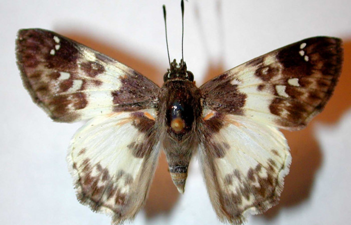 Figura. 19 Adulto <i>Polyctor polyctor</i></i> (Hesperiidae), posición vista dorsal. (00-SRNP-14432-DHJ31986).