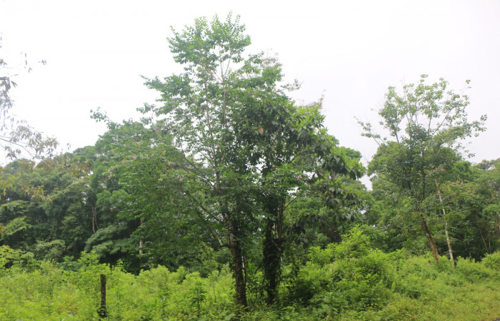 Figura. 1 Habitad <i>Coutarea hexandra</i></i>, (Rubiaceae). Area de Conservación Guanacaste, Sector Rincón Rain Forest, Estación Leiva, Sendero Selva, (elevación 491 metros), colectada el 30 Julio 2022. Foto, Jorge Hernández. 
