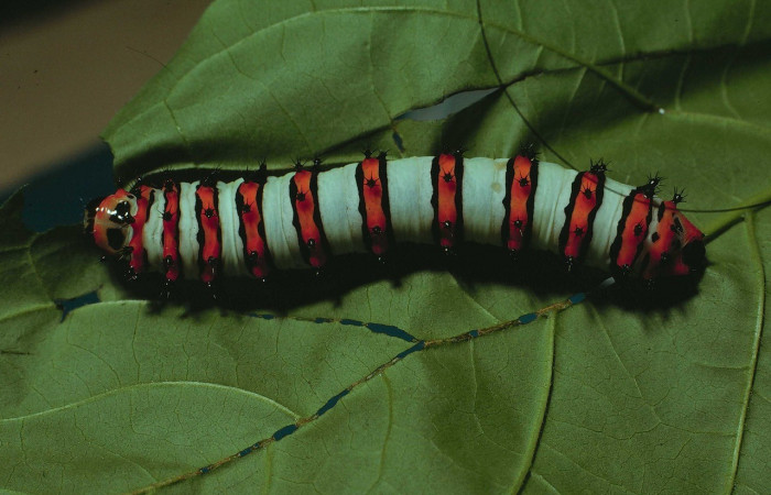 Figura. 20 Larva <i>Rothschildia erycina</i></i> (Saturniidae), posición dorsal entero alimentándose en <i>Coutarea hexandra</i></i>, (Rubiaceae). (80-SRNP-229-DHJ1408.jpg).