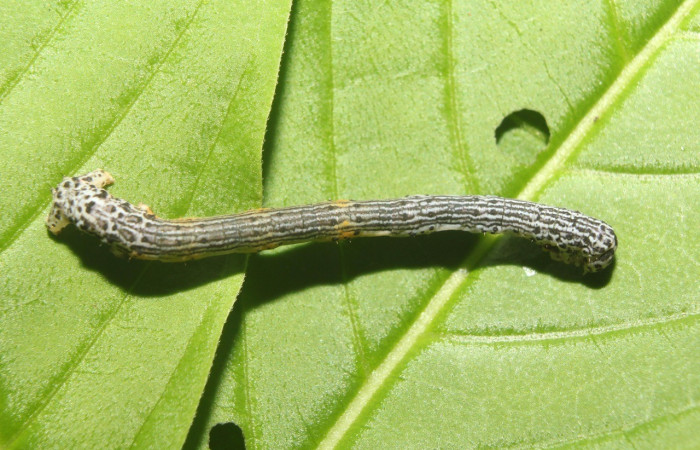 Figura. 22 Larva <i>Simopteryx</i></i> torquatariaDHJ02 (Geometridae), posición dorsal entero alimentándose en <i>Coutarea hexandra</i></i>, (Rubiaceae). (17-SRNP-71532-DHJ738151.jpg).