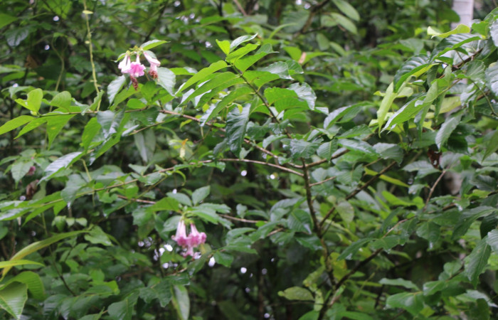 Figura. 2 Habitad <i>Coutarea hexandra</i></i>, (Rubiaceae). Area de Conservación Guanacaste, Sector Rincón Rain Forest, Estación Leiva, Sendero Selva, (elevación 491 metros), colectada el 30 Julio 2022. Foto, Jorge Hernández. 