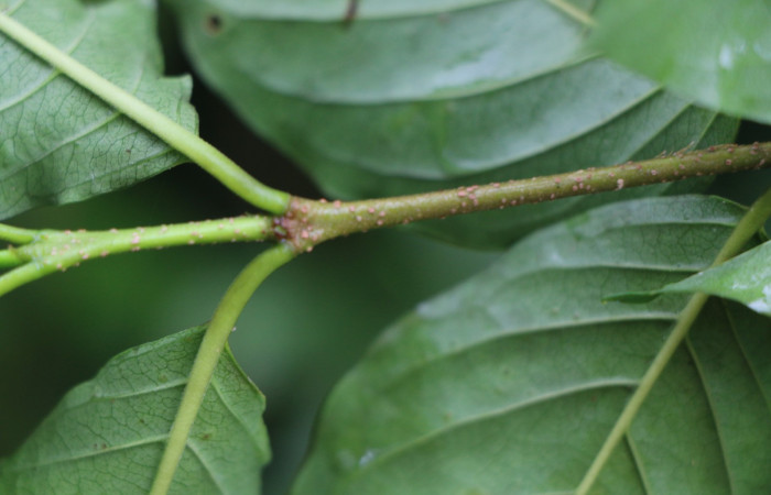 Figura. 3 Posición de hojas  <i>Coutarea hexandra</i></i>, (Rubiaceae). Area de Conservación Guanacaste, Sector Rincón Rain Forest, Estación Leiva, Sendero Selva, (elevación 491 metros), colectada el 30 Julio 2022. Foto, Jorge Hernández. 