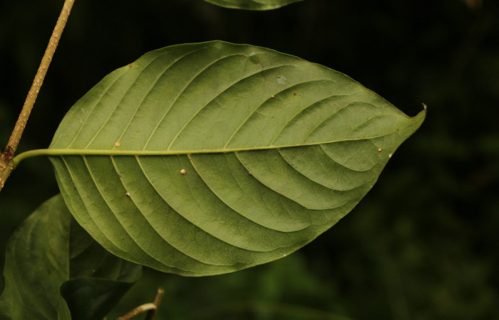 Figura. 4 Hoja envés <i>Coutarea hexandra</i></i>, (Rubiaceae). Area de Conservación Guanacaste, Sector Rincón Rain Forest, Estación Leiva, Sendero Selva, (elevación 491 metros), colectada el 30 Julio 2022. Foto, Jorge Hernández. 