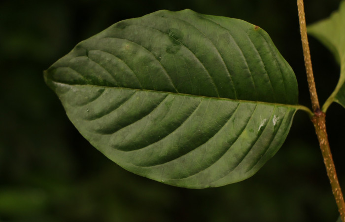 Figura. 5 Hoja haz <i>Coutarea hexandra</i></i>, (Rubiaceae). Area de Conservación Guanacaste, Sector Rincón Rain Forest, Estación Leiva, Sendero Selva, (elevación 491 metros), colectada el 30 Julio 2022. Foto, Jorge Hernández. 