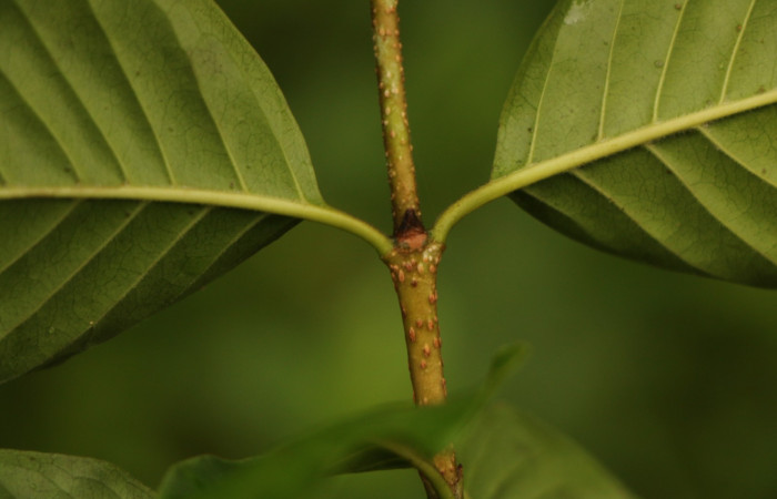 Figura. 6 Estipulas <i>Coutarea hexandra</i></i>, (Rubiaceae). Area de Conservación Guanacaste, Sector Rincón Rain Forest, Estación Leiva, Sendero Selva, (elevación 491 metros), colectada el 30 Julio 2022. Foto, Jorge Hernández. 