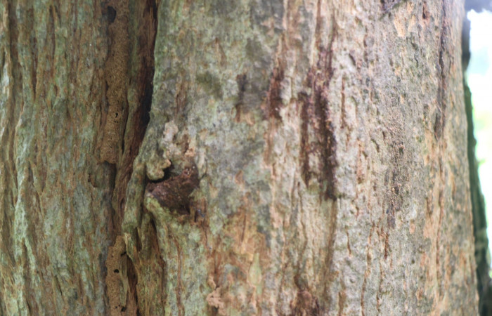 Figura. 7 corteza <i>Coutarea hexandra</i></i>, (Rubiaceae). Area de Conservación Guanacaste, Sector Rincón Rain Forest, Estación Leiva, Sendero Selva, (elevación 491 metros), colectada el 30 Julio 2022. Foto, Jorge Hernández. 