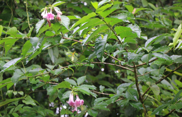 Figura. 8 Flores en rama <i>Coutarea hexandra</i></i>, (Rubiaceae). Area de Conservación Guanacaste, Sector Rincón Rain Forest, Estación Leiva, Sendero Selva, (elevación 491 metros), colectada el 30 Julio 2022. Foto, Jorge Hernández. 