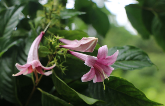 Figura. 9 Flores en racimo <i>Coutarea hexandra</i></i>, (Rubiaceae). Area de Conservación Guanacaste, Sector Rincón Rain Forest, Estación Leiva, Sendero Selva, (elevación 491 metros), colectada el 30 Julio 2022. Foto, Jorge Hernández. 