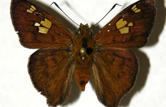 Figura 12. Dorsal de <i>Telemiades avitus</i></i> (Hesperiidae). (05-SRNP-55667-DHJ305258).