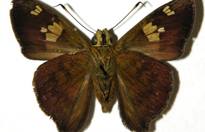 Figura 13. Ventral de <i>Telemiades avitus</i></i> (Hesperiidae). (05-SRNP-55667-DHJ305259).