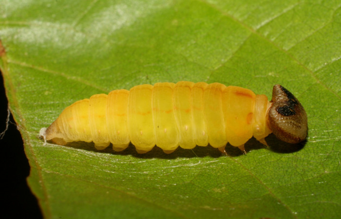 Figura 9. Detalle de prepupa, <i>Telemiades avitus</i></i> (Hesperiidae). (07-SRNP-41266-DHJ422316).