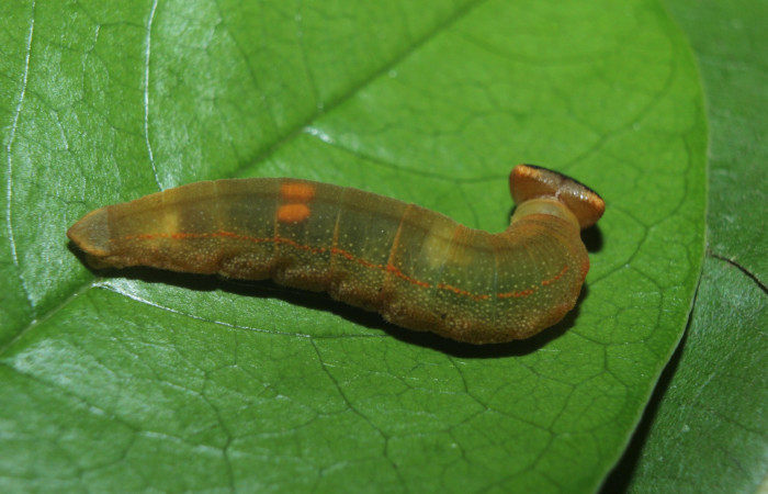 Figura 6. Detalle de testiculos en <i>Telemiades avitus</i></i>, (Hesperiidae). (15-SRNP-70374-DHJ727117).