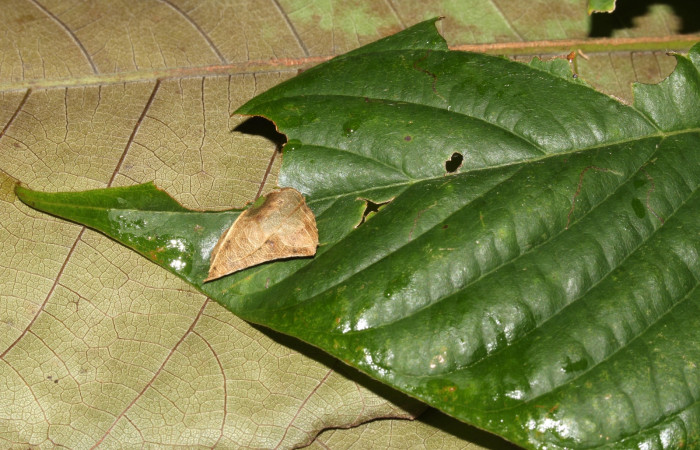Figura 2. Detalle de refugio y protección, <i>Telemiades avitus</i></i> (Hesperiidae) en sus primeros estadíos. (17-SRNP-30571-DHJ736146).