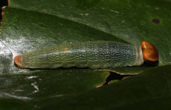 Figura 4. Detalle dorsal  <i>Telemiades avitus</i></i> (Hesperiidae). (17-SRNP-30571-DHJ736148).