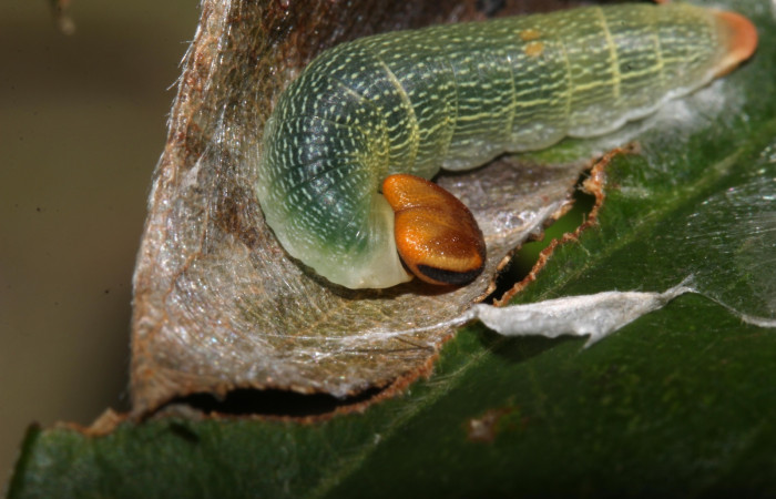 Figura 5. Detalle del refugio manipulado de <i>Telemiades avitus</i></i>, (Hesperiidae). (17-SRNP-30571-DHJ736151).
