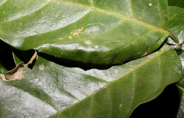 Figura 3. Detalle de refugio en un estadío mayor, <i>Telemiades avitus</i></i> (Hesperiidae). (17-SRNP-65127- DHJ4883211).