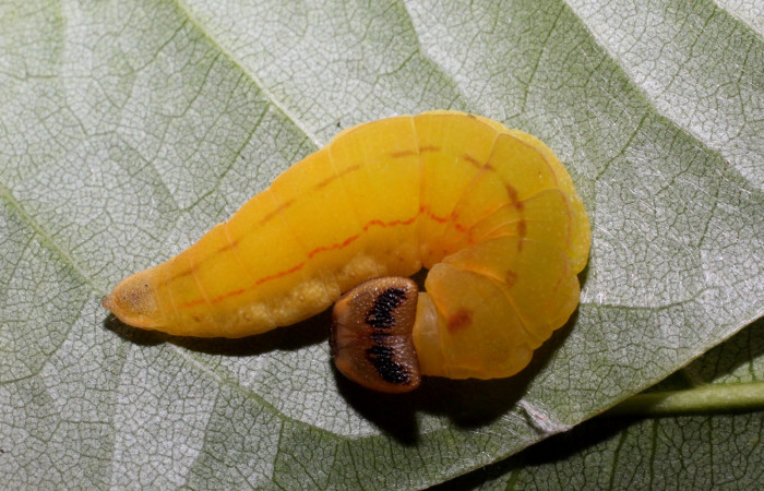 Figura 10. Detalle de prepupa, <i>Telemiades avitus</i></i> (Hesperiidae). (17-SRNP-65127-DHJ488323).