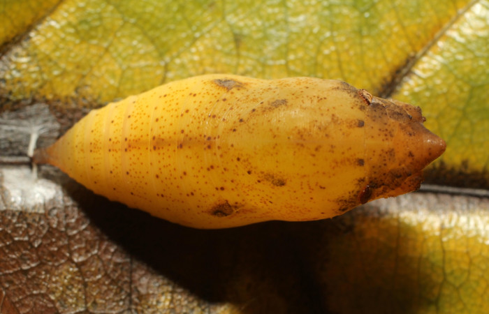 Figura 11. Detalle de pupa, <i>Telemiades avitus</i></i> (Hesperiidae). (17-SRNP-65127-DHJ488326).