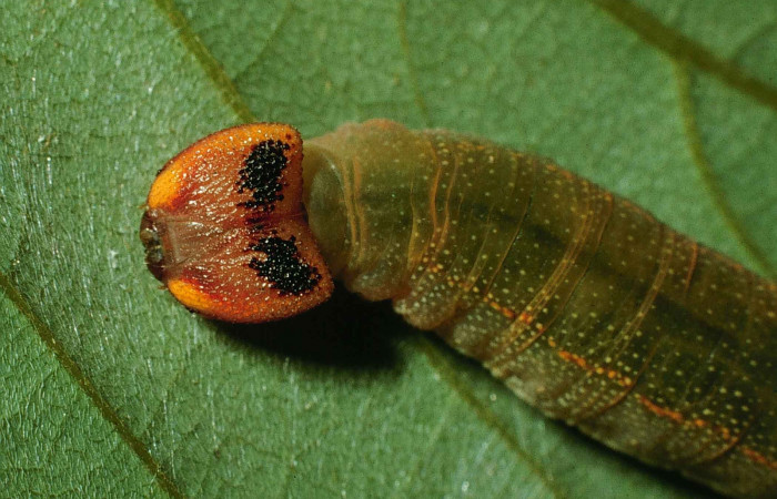 Figura 8. Detalle de cabeza, <i>Telemiades avitus</i></i> (Hesperiidae). (98-SRNP-6667-DHJ46017).