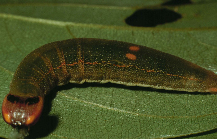 Figura 7. Detalle de último estadíos, <i>Telemiades avitus</i></i>, (Hesperiidae). (98-SRNP-6667-DHJ46021).