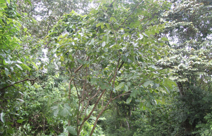Fig 1. Planta hospedera donde se alimenta <i>Telemiades avitus</i></i> (Hesperiidae) <i>Lonchocarpus guatemalensis</i></i> (Fabaceae).