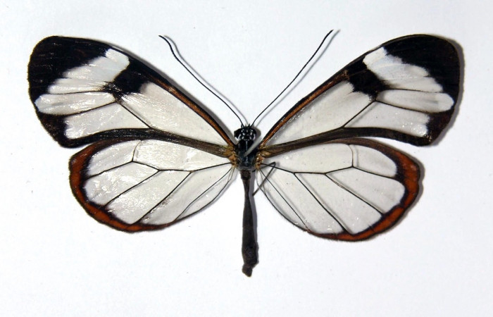 Figura 10. Adulto de <i>Greta oto</i></i> (Nymphalidae), vista dorsal. Voucher 01-SRNP-24182-DHJ97548.jpg.