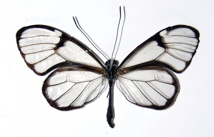 Figura 17. Adulto de <i>Greta umbrana</i></i> (Nymphalidae), Vista dorsal. Voucher 02-SRNP-629-DHJ98822.jpg.
