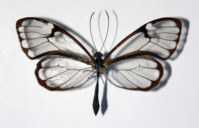 Figura 12. Adulto de <i>Greta championi</i></i> (Nymphalidae), vista dorsal. Voucher 02-SRNP-9354-DHJ98888.jpg.