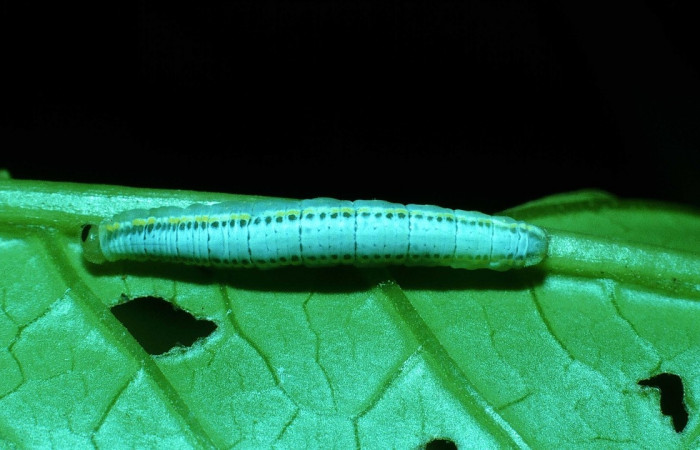 Figura 11. <i>Greta championi</i></i> (Nymphalidae), penúltimo estadio, posición dorsal, Sector Cacao, Sendero Circular. Voucher 03-SRNP-24084-DHJ79404.jpg.
