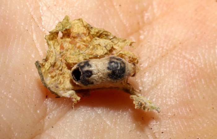 Figura 18. <i>Hyposoter</i></i> J-22 de la familia (Ichneumonidae), parásito avispa, de <i>Greta championi</i></i> (Nymphalidae). Voucher 06-SRNP-35914-DHJ467726.jpg.
