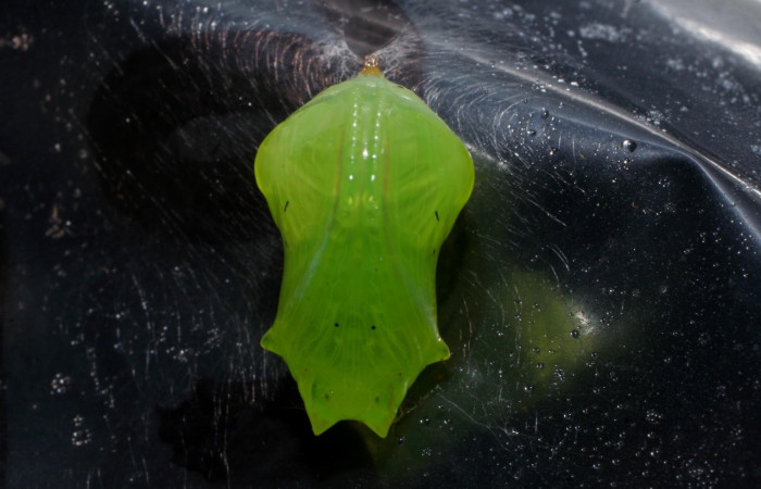 Figura 5. Pupa de <i>Greta annette</i></i> (Nymphalidae) posición ventral, Estación Cacao, Sendero Arenales. Voucher 08-SRNP-35000-DHJ440829.jpg.