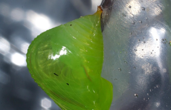 Figura 6. Pupa de <i>Greta annette</i></i> (Nymphalidae), posición ventral, Estación Cacao, Sendero Arenales. Voucher 08-SRNP-35000-DHJ440831.jpg.