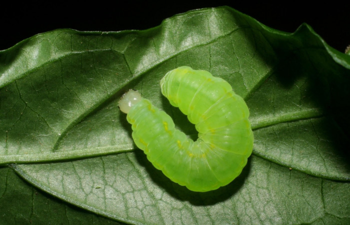 Figura 3. <i>Greta annette</i></i> (Nymphalidae), último estadio, posición dorsal, Estación Cacao. Voucher 08-SRNP-35001-DHJ440832.jpg.