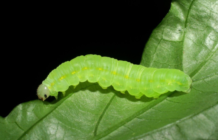 Figura 2. <i>Greta annette</i></i> (Nymphalidae), último estadio, vista lateral, Estación Cacao. Voucher 08-SRNP-35001-DHJ440834.jpg.