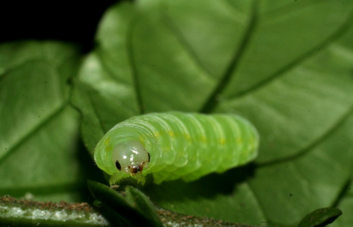 Figura 4. <i>Greta annette</i></i> (Nymphalidae), último estadio, posición frontal, Estación Cacao. Voucher 08-SRNP-35001-DHJ440838.jpg.