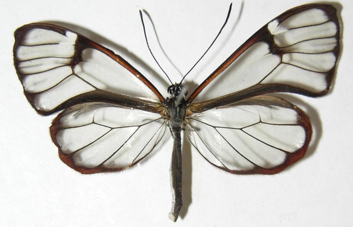 Figura 7. Adulto de <i>Greta annette</i></i> (Nymphalidae), vista dorsal. Voucher 08-SRNP-35148-DHJ394706.jpg.