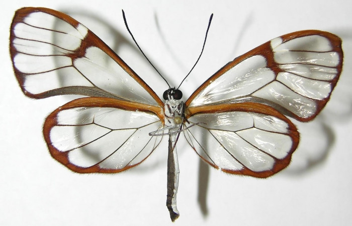 Figura 8. Adulto de <i>Greta annette</i></i> (Nymphalidae), vista ventral. Voucher 08-SRNP-35148-DHJ394707.jpg.