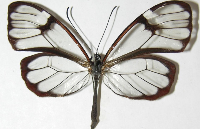 Figura 1. Adulto de <i>Greta annette</i></i> (Nymphalidae) vista dorsal. Voucher 08-SRNP-36393-DHJ394684.jpg.