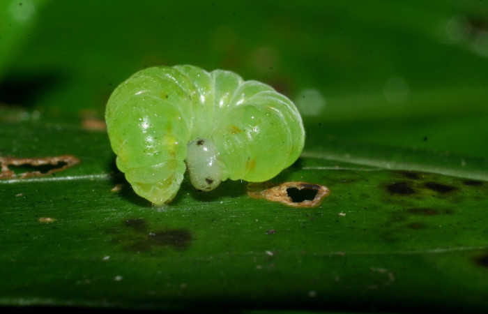 Figura 15. <i>Greta</i></i> Willmott28 (Nymphalidae), último estadio, Sector Cacao Sendero Ponderosa. Voucher 08-SRNP-36613-DHJ441666.jpg.