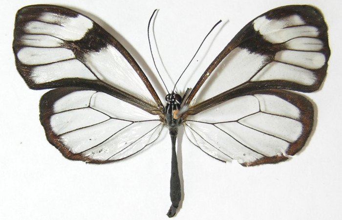 Figura 14. Adulto de <i>Greta lyra</i></i> (Nymphalidae), vista dorsal 09-SRNP-35996-DHJ513466.jpg.