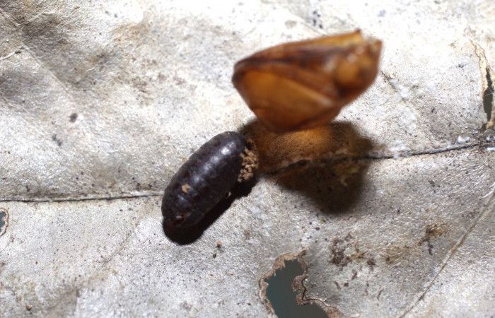 Figura 19. tachinidWood02 Wood03 de la familia (Tachinidae) parásito, mosca de <i>Greta oro</i></i> (Nymphalidae). Voucher 11-SRNP-36366-DHJ498490.jpg
