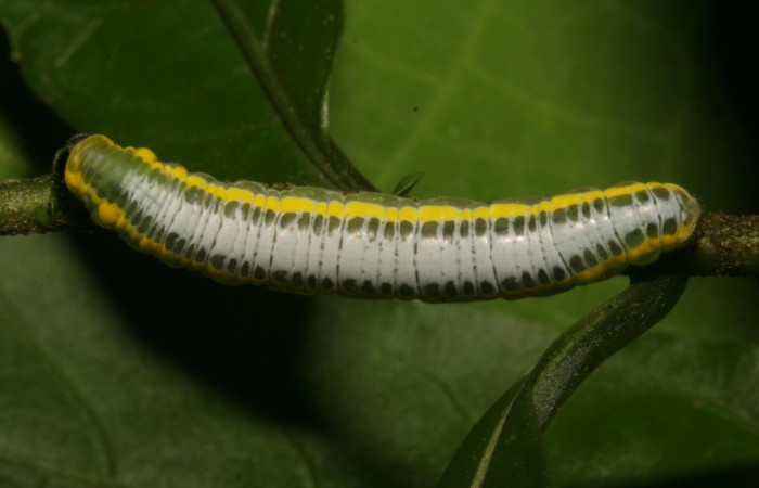 Figura 13. <i>Greta lyra</i></i> (Nymphalidae), último estadio , posición dorsal, Sector Pitilla, Sendero Mismo. Voucher 12-SRNP-30123-DHJ485029.jpg.
